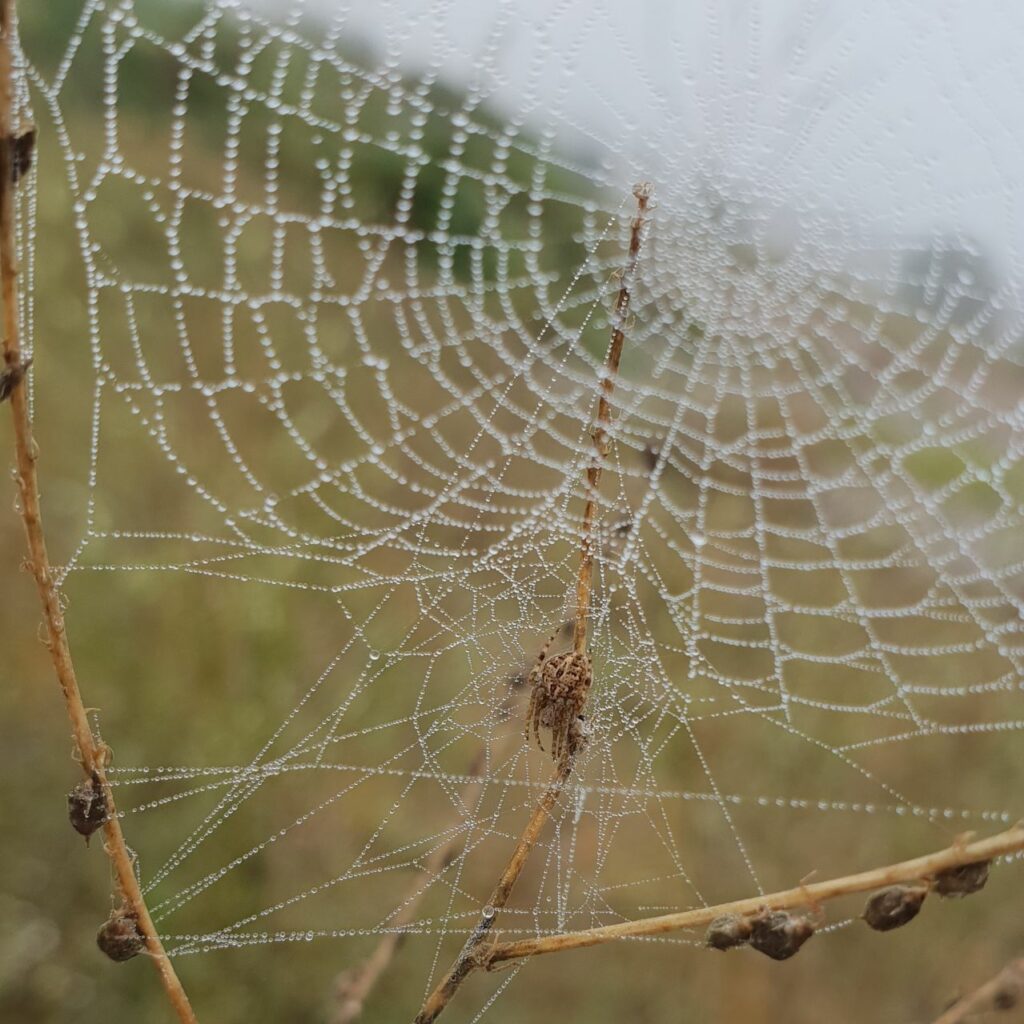 On a foggy morning, Agalenatea redii's webbing was visible. The retreat in which the spider rests and its orb web right next to it.