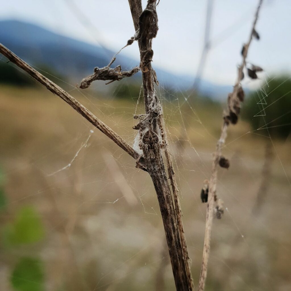 Agalenatea redii sitting on a dead shrub.
