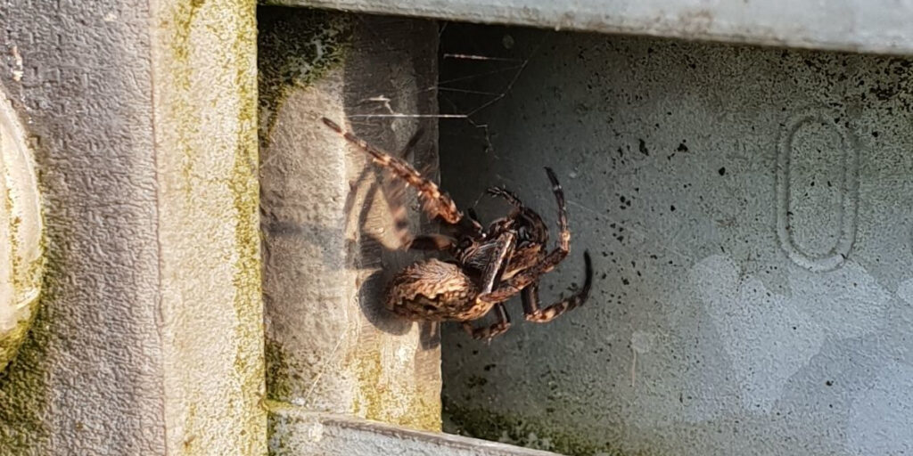 A female Nuctenea umbratica fleeing towards her hiding spot.