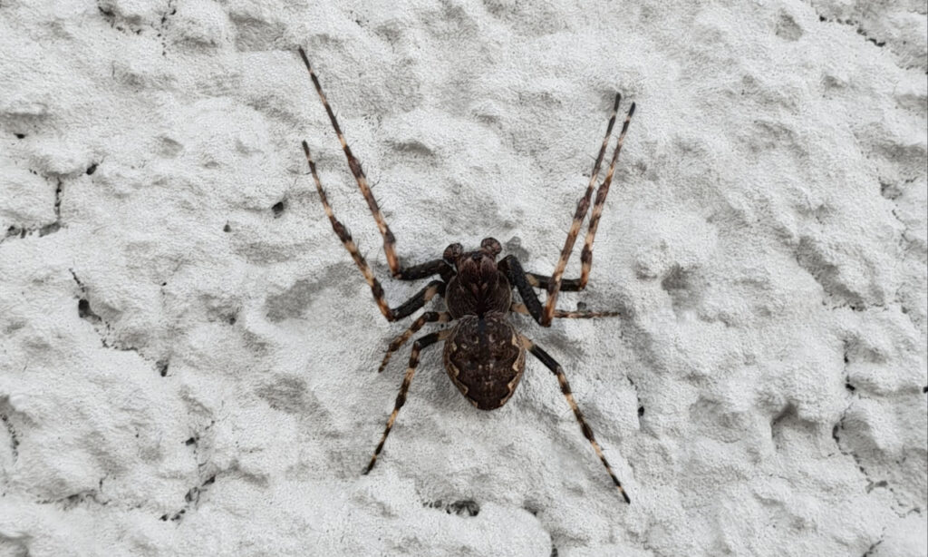 A dorsal view of a male Nuctenea umbratica.