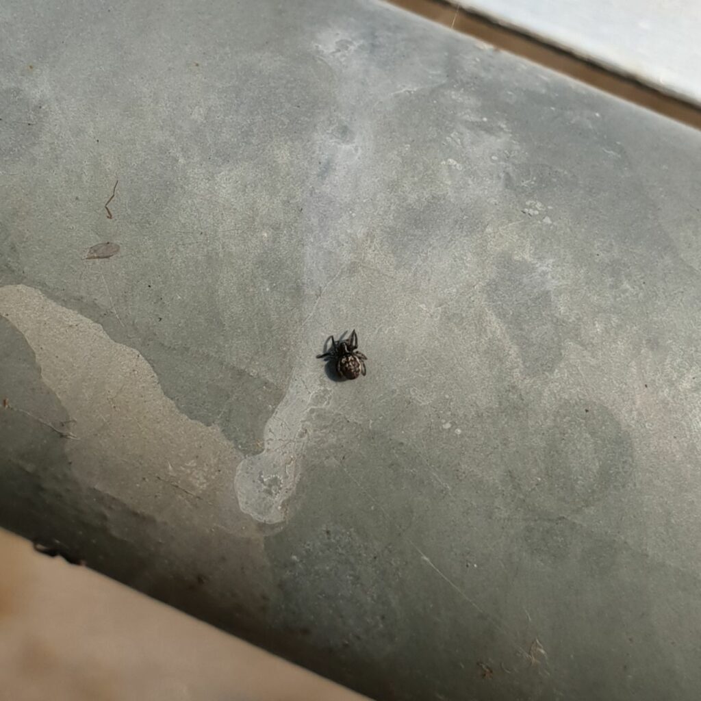 Nuctenea umbratica spiderling.