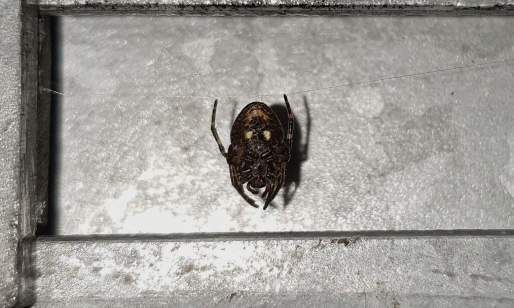 Ventral view of Nuctenea umbratica. Subadult specimen.