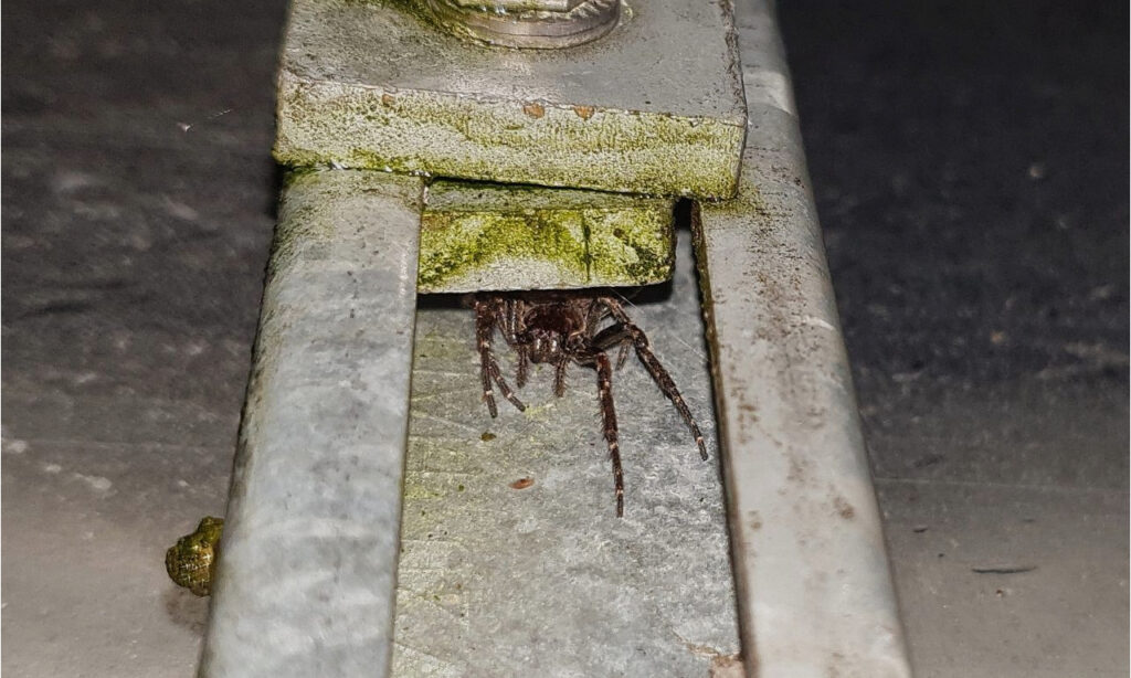 Female Nuctenea umbratica peering out of her retreat.