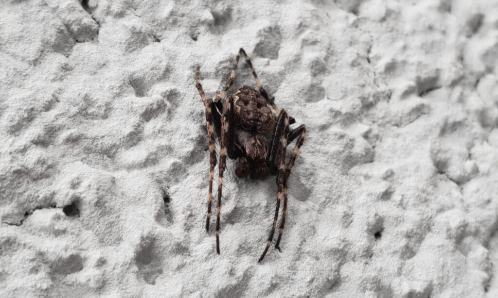 Männliche Spinne Nuctenea umbratica (Araneidae) an Hauswand.