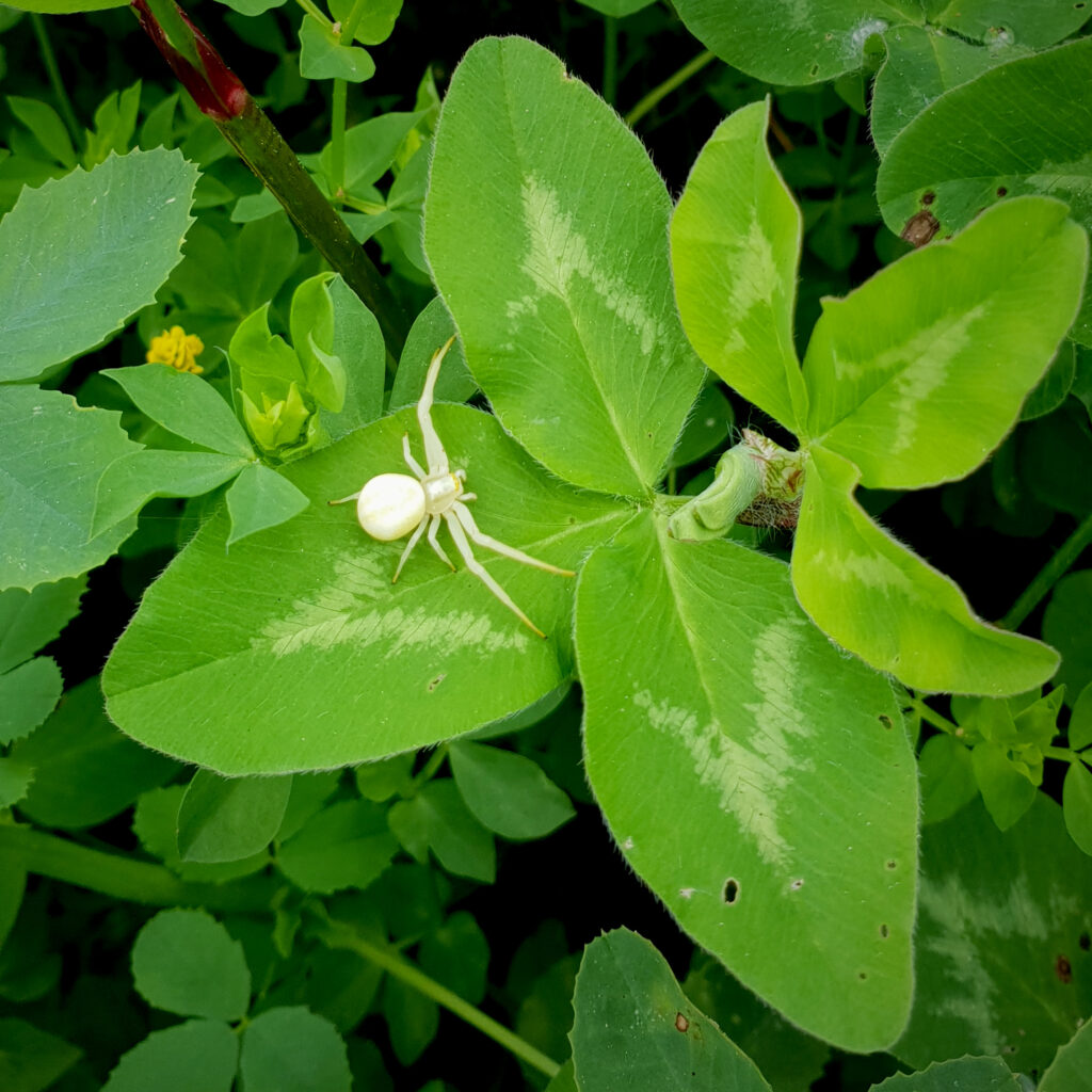 Krabbenspinne Misumena vatia auf Rotklee Blatt
